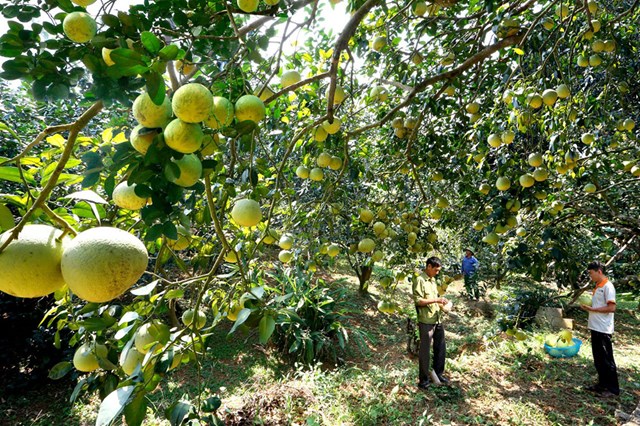 &nbsp;X&atilde; Ch&iacute; Đ&aacute;m hiện c&oacute; 127,4ha bưởi, trong đ&oacute; 106ha cho thu hoạch, năng suất ước đạt 230 tạ/ha, sản lượng đạt 1.150 tấn. &nbsp;