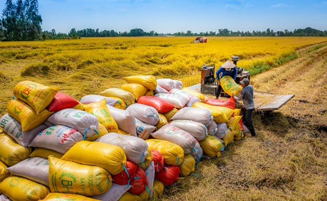 Gạo Việt n&#226;ng tầm thương hiệu chạm đến ph&#226;n kh&#250;c cao cấp tr&#234;n thị trường quốc tế - Ảnh 1