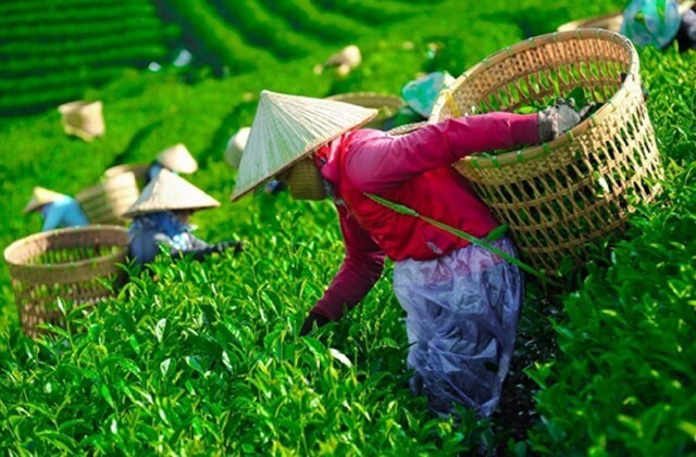 Hơn 400 container chè Việt mắc kẹt tại Pakistan: Ngành chè đứng trước nguy cơ đứt gãy chuỗi sản xuất - Ảnh 1