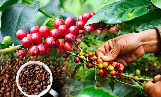 Bản tin Ti&#234;u d&#249;ng: H&#224;ng loạt si&#234;u thị đồng loạt sale m&#249;a Gi&#225;ng sinh  - Ảnh 3