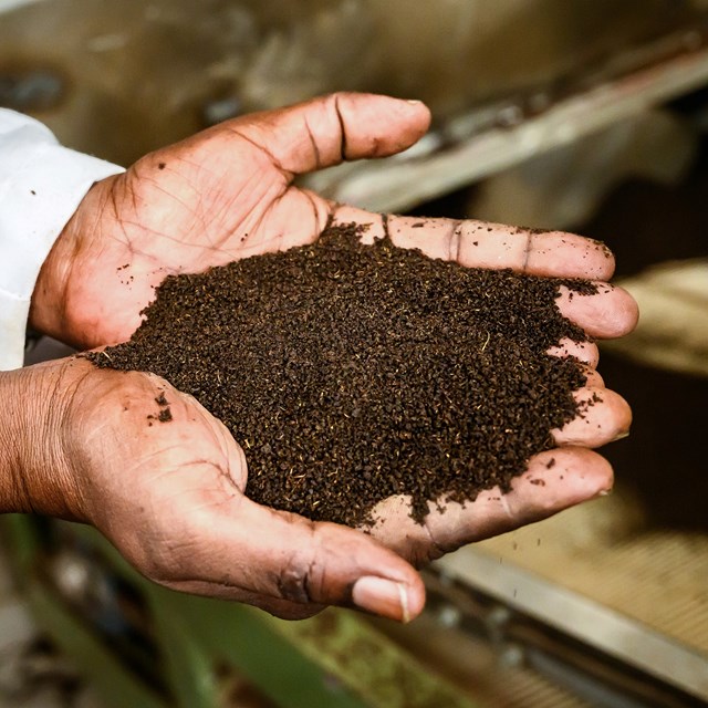 Trà đen Kenya – Hương vị cao nguyên xích đạo trên bản đồ trà thế giới - Ảnh 1