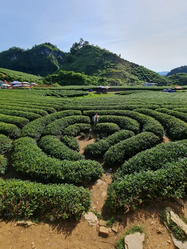 Đồi ch&egrave; ở Mộc ch&acirc;u