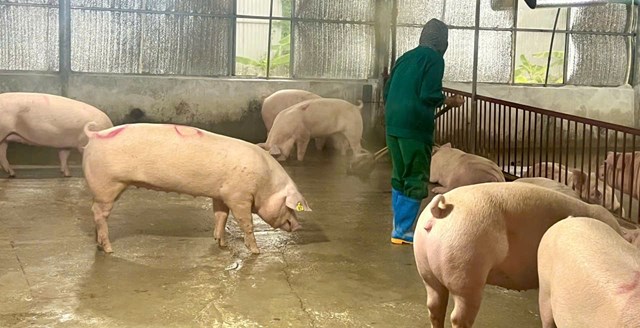 M&ocirc; h&igrave;nh chăn nu&ocirc;i lợn an to&agrave;n sinh học của l&atilde;o n&ocirc;ng Nguyễn Văn To&agrave;n mang về doanh thu gần 20 tỷ mỗi năm; tạo việc l&agrave;m cho nhiều lao động địa phương