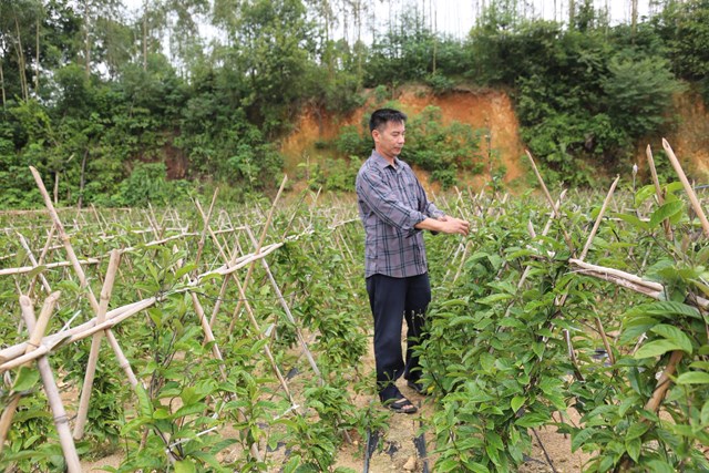 Vườn c&acirc;y Ba K&iacute;ch của &ocirc;ng Nguyễn Văn T&igrave;nh, th&ocirc;n Đồng Bụt x&atilde; Đại Đ&igrave;nh