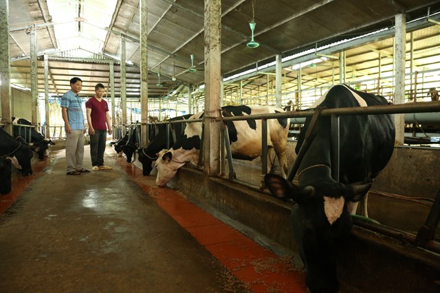 M&ocirc; h&igrave;nh chăn nu&ocirc;i B&ograve; sữa của anh Trần Văn H&ugrave;ng, th&ocirc;n Cầu Chang, x&atilde; Đại Đ&igrave;nh