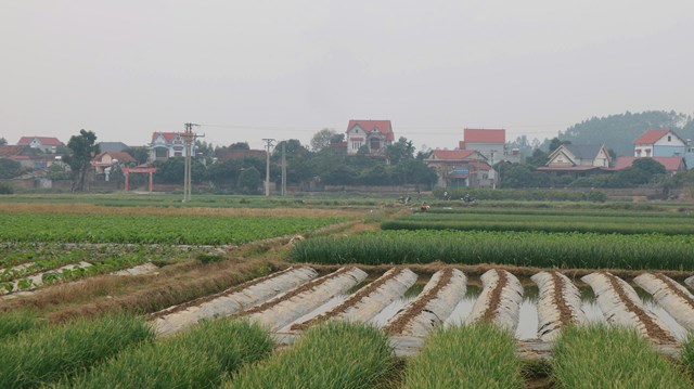 Người d&acirc;n x&atilde; Bảo Đ&agrave;i ch&uacute; trọng mở rộng diện t&iacute;ch trồng một số loại c&acirc;y hoa m&agrave;u c&oacute; gi&aacute; trị kinh tế cao