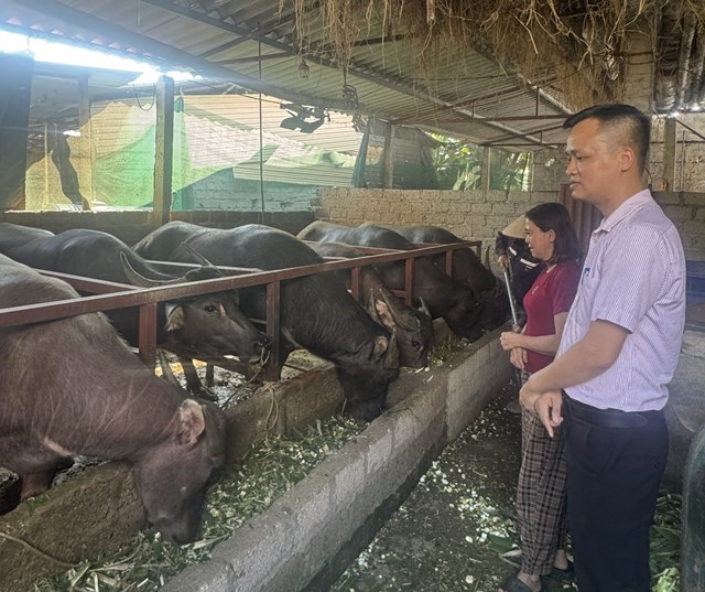 Đ&agrave;n tr&acirc;u của gia đ&igrave;nh chị Nguyễn Thị Hồng Gấm, th&ocirc;n Ho&agrave;nh Sơn, x&atilde; Y&ecirc;n L&atilde;ng được mua từ nguồn vốn vay của NHCSXH S&ocirc;ng L&ocirc;