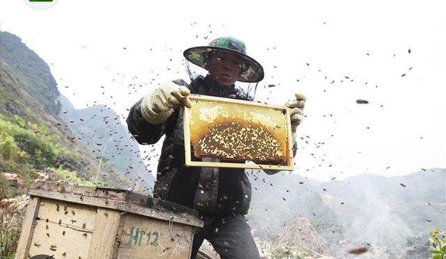 Nu&ocirc;i ong giờ kh&ocirc;ng c&ograve;n l&agrave; nghề m&agrave; đ&atilde; trở th&agrave;nh niềm đam m&ecirc; của anh Phạm Hữu T&igrave;nh