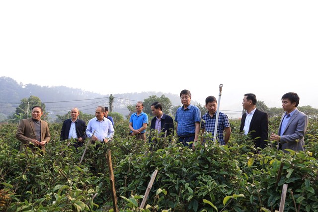 Xã Vân Sơn học tập mô hình trồng ba kích hiệu quả tại Đạo Trù - Ảnh 2