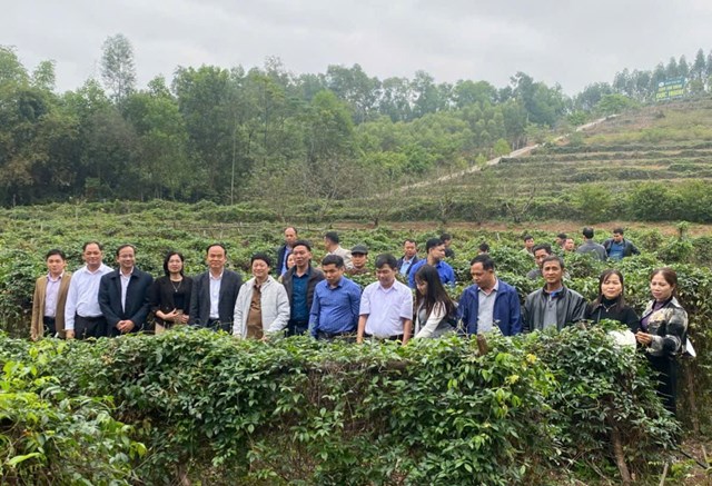 Xã Đạo Trù học tập mô hình trồng sâm tại Phúc Hòa - Ảnh 1