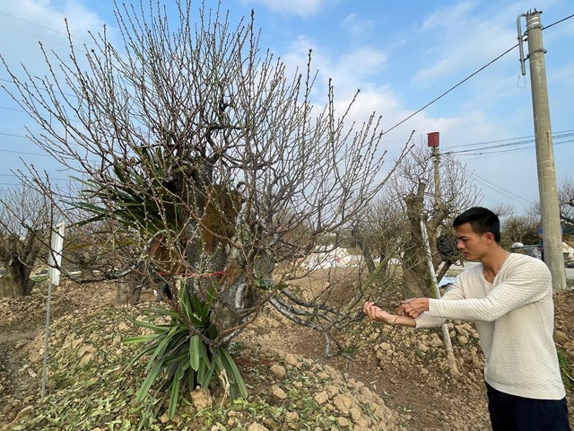 Vườn đ&agrave;o nh&agrave; anh Phạm Văn Hiển đang v&agrave;o thời kỳ &ldquo;nu&ocirc;i nụ&rdquo;, hứa hẹn nở rộ đ&uacute;ng dịp Tết Nguy&ecirc;n đ&aacute;n.