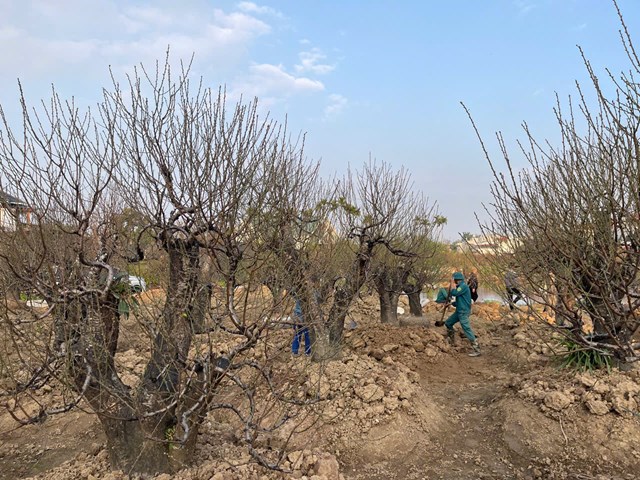 Lao động thời vụ tham gia đ&aacute;nh gốc, chăm s&oacute;c v&agrave; vận chuyển đ&agrave;o, g&oacute;p phần tạo th&ecirc;m việc l&agrave;m v&agrave; thu nhập dịp cuối năm.
