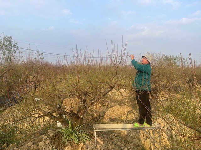 Vườn đ&agrave;o nh&agrave; anh B&ugrave;i viết Phong, tổ d&acirc;n phố D&acirc;n Hạnh Đang tuốt l&aacute; để ra hoa đ&oacute;n dịp Xu&acirc;n B&iacute;nh Ngọ 2026