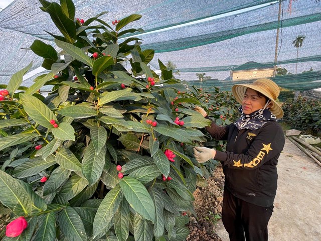 Vườn hải đường của &ocirc;ng Nguyễn Sinh Hiệp xanh tốt, nụ đều &ndash; th&agrave;nh quả của sự tỉ mỉ v&agrave; kinh nghiệm l&acirc;u năm với lo&agrave;i c&acirc;y &ldquo;k&eacute;n người trồng, k&eacute;n người chơi