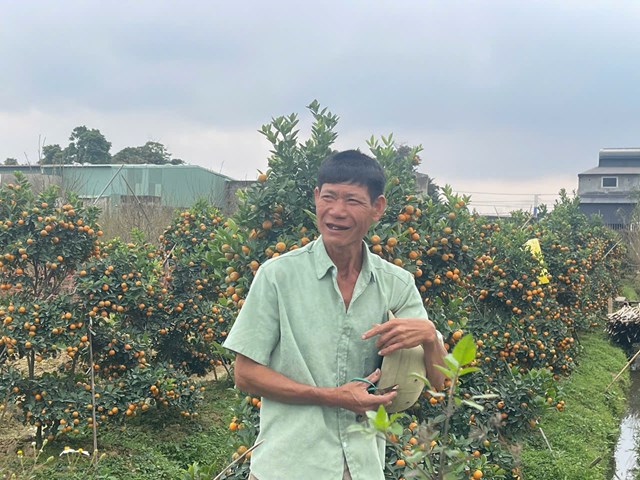 Vườn quất cảnh của gia đ&igrave;nh Anh Phạm Văn Thắng,Tại tổ d&acirc;n phố H&ograve;a Nhất,C&acirc;y quất cảnh sai quả, t&aacute;n tr&ograve;n, m&agrave;u sắc đẹp &ndash; một trong những sản phẩm chủ lực mang lại thu nhập cao cho gia đ&igrave;nh trong dịp Tết.