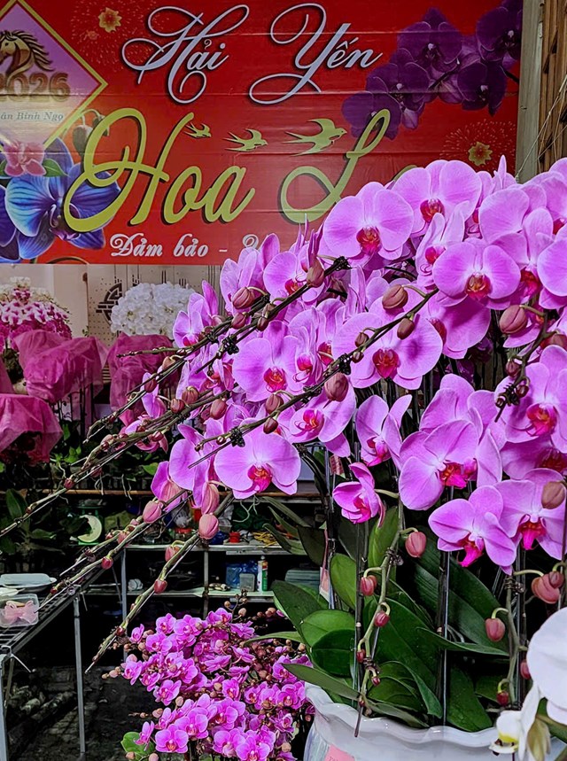 Kh&ocirc;ng gian trưng b&agrave;y lan hồ điệp rực rỡ sắc xu&acirc;n tại cơ sở Hoa Lan Hải Yến (số 42, TDP D&acirc;n Hạnh, phường An Dương, TP. Hải Ph&ograve;ng) thu h&uacute;t đ&ocirc;ng đảo kh&aacute;ch h&agrave;ng đến tham quan, lựa chọn mua sắm trong những ng&agrave;y cận Tết Nguy&ecirc;n đ&aacute;n.