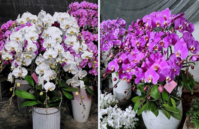 Biển hiệu &ldquo;Hoa Lan Hải Yến&rdquo; &ndash; địa chỉ cung cấp lan hồ điệp uy t&iacute;n tại TP. Hải Ph&ograve;ng, sẵn s&agrave;ng phục vụ nhu cầu trưng b&agrave;y, biếu tặng của người d&acirc;n, cơ quan v&agrave; doanh nghiệp trong dịp Tết Nguy&ecirc;n đ&aacute;n.