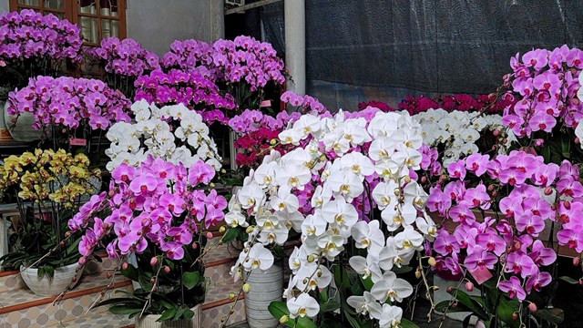 Những chậu lan hồ điệp tại cơ sở Hoa Lan Hải Yến được tuyển chọn kỹ lưỡng, phối gh&eacute;p tinh tế, m&agrave;u sắc h&agrave;i h&ograve;a, mang &yacute; nghĩa may mắn, sung t&uacute;c v&agrave; thịnh vượng trong năm mới.