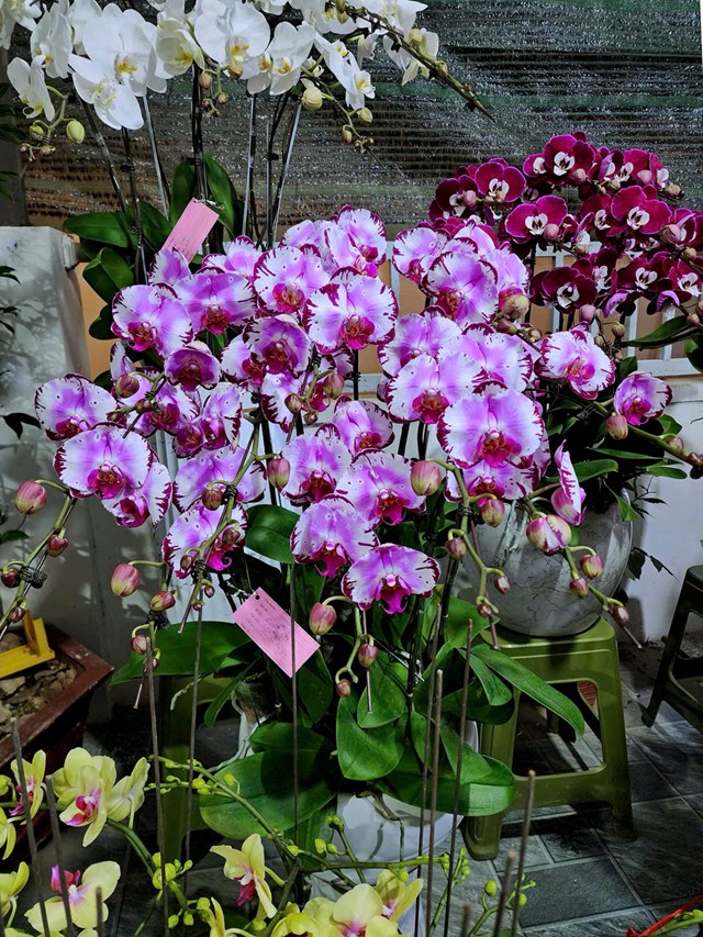 Hoa Lan Hải Yến – Điểm hẹn lan hồ điệp rực rỡ mỗi độ xuân về tại Hải Phòng - Ảnh 4