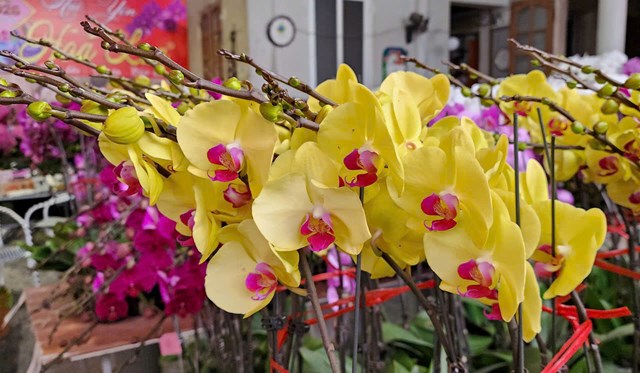 Cửa h&agrave;ng Hoa Lan Hải Yến những ng&agrave;y gi&aacute;p Tết Nguy&ecirc;n đ&aacute;n lu&ocirc;n nhộn nhịp kh&aacute;ch ra v&agrave;o, khi nhu cầu mua hoa trưng xu&acirc;n v&agrave; biếu tặng của người d&acirc;n tăng cao.