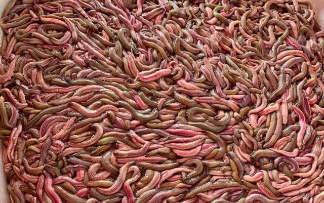 Rươi &ndash; sản vật qu&yacute; của v&ugrave;ng nước lợ Vĩnh Thuận, được v&iacute; như &ldquo;lộc trời ban tặng&rdquo; cho người d&acirc;n ven s&ocirc;ng.