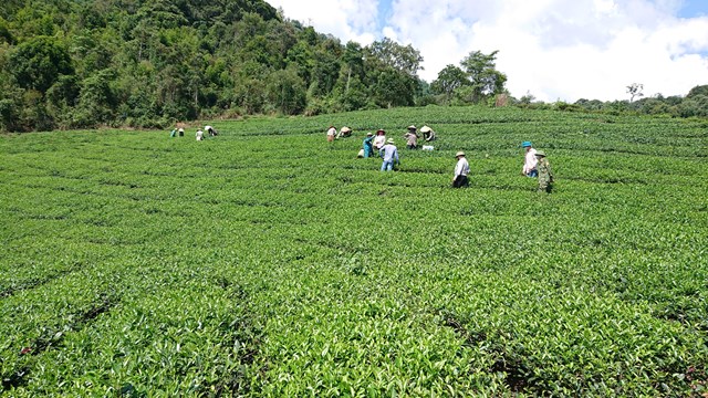 Doanh nghiệp ch&egrave; chủ động phương &aacute;n "1 cung đường, 2 điểm đến", "3 tại chỗ" để sản xuất an to&agrave;n