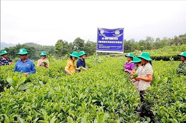 Kh&#243; khăn do Covid khiến lượng ch&#232; tồn kho tăng cao, Ph&#250; Thọ thực hiện đồng bộ nhiều giải ph&#225;p - Ảnh 1