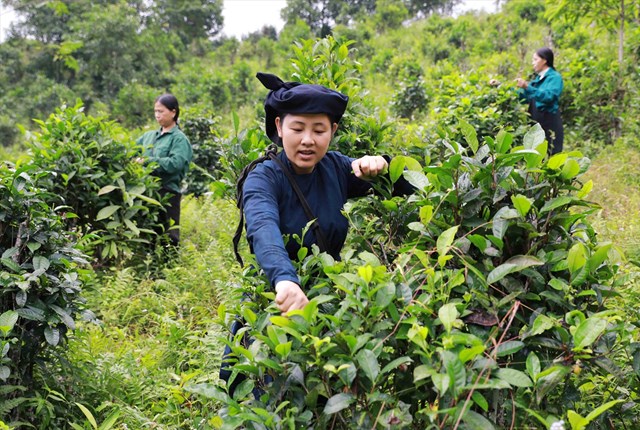 N&ocirc;ng d&acirc;n Bắc Kạn thu hoạch ch&egrave;