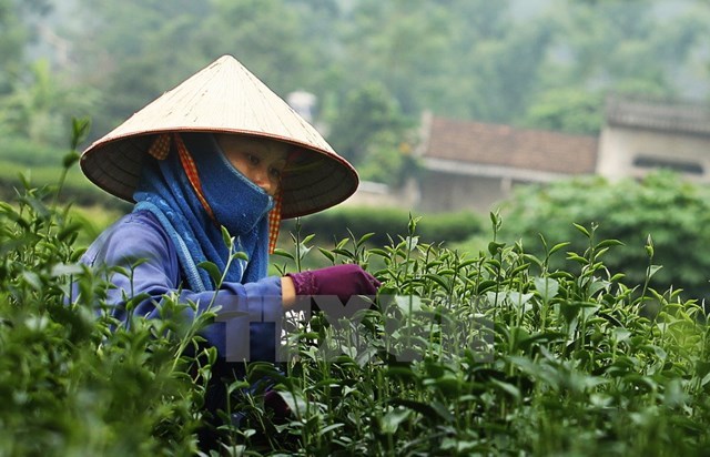 Ấn Độ: Gi&#225; ch&#232; tăng mạnh do Covid-19, cơ hội lớn cho doanh nghiệp ch&#232; Việt Nam - Ảnh 2