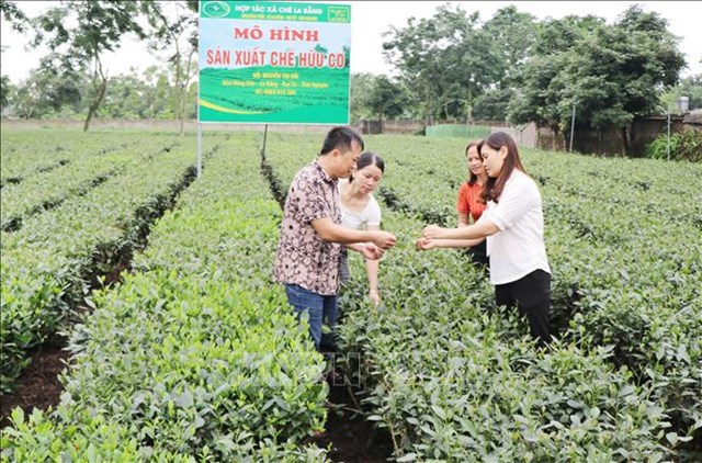 Sản xuất ch&egrave; tại HTX La Bằng
