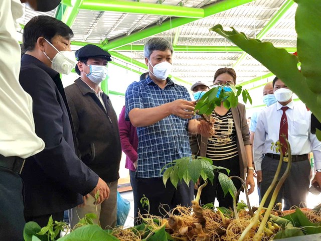 Tại Đ&agrave; Nẵng, c&ocirc;ng t&aacute;c tuy&ecirc;n truyền về s&acirc;m Ngọc Linh hiện vẫn mang nặng t&iacute;nh h&agrave;nh ch&iacute;nh v&agrave; thiếu chiều s&acirc;u.