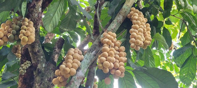 V&ugrave;ng trung du Ti&ecirc;n Phước thuộc tỉnh Quảng Nam cũ, nay l&agrave; th&agrave;nh phố Đ&agrave; Nẵng, từ l&acirc;u được biết đến với những vườn l&ograve;n bon xanh mướt trải d&agrave;i tr&ecirc;n triền đồi.