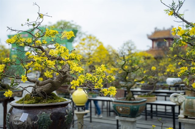 Hoàng mai Huế: Khơi dậy giá trị di sản trong dòng chảy kinh tế du lịch - Ảnh 1