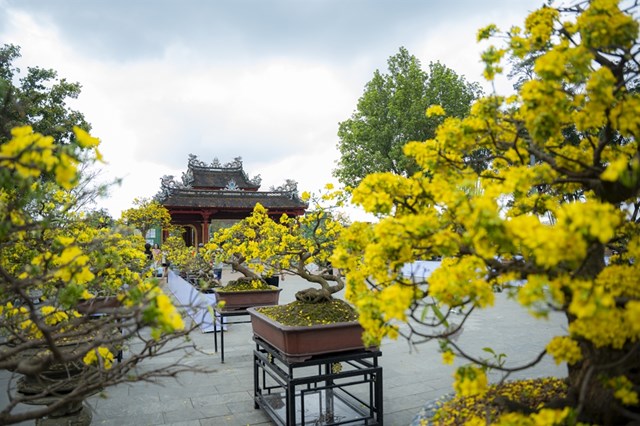 Hoàng mai Huế: Khơi dậy giá trị di sản trong dòng chảy kinh tế du lịch - Ảnh 3