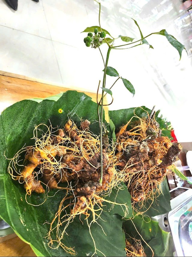 S&acirc;m Ngọc Linh tại v&ugrave;ng n&uacute;i Nma Tr&agrave; My (Đ&agrave; Nẵng).