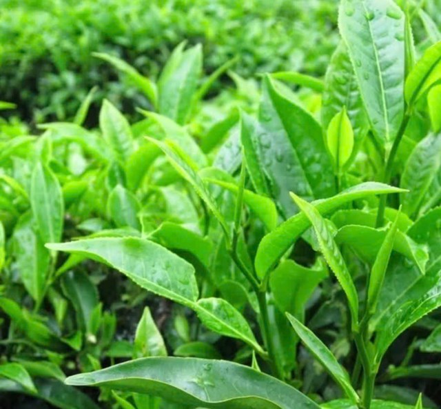 Gi&aacute; trị của tr&agrave; xanh kh&ocirc;ng chỉ nằm ở truyền thống sử dụng l&acirc;u đời m&agrave; c&ograve;n được củng cố bởi c&aacute;c nghi&ecirc;n cứu khoa học hiện đại.