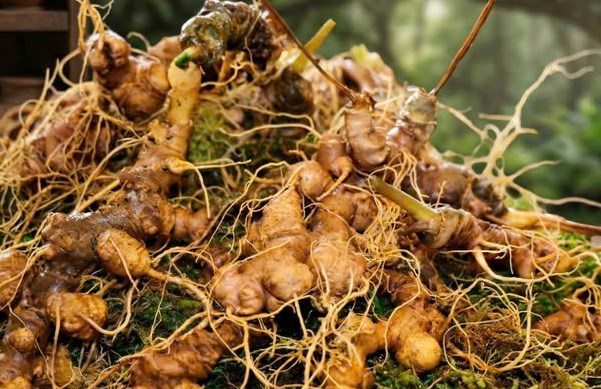 S&acirc;m Ngọc Linh tại v&ugrave;ng n&uacute;i Ngọc Linh, Nam Tr&agrave; My (Đ&agrave; Nẵng).