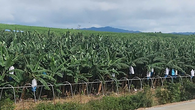 Đ&agrave; Nẵng đặt mục ti&ecirc;u chuyển đổi cơ cấu c&acirc;y trồng được xem l&agrave; giải ph&aacute;p quan trọng, nhất l&agrave; đối với diện t&iacute;ch đất l&uacute;a k&eacute;m hiệu quả.&nbsp;