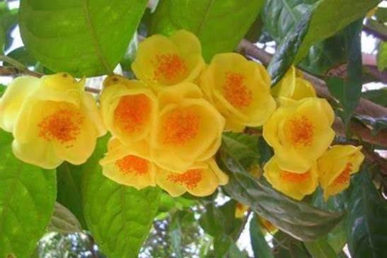 Tr&#224; hoa v&#224;ng Việt Nam: &#39;V&#224;ng r&#242;ng&#39; qu&#253; hiếm, b&#237; quyết cho người m&#225;u nhiễm mỡ - Ảnh 1