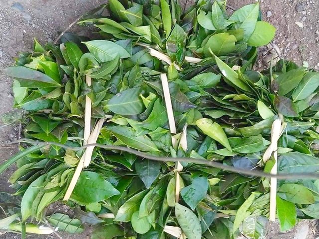 C&#226;u chuyện văn h&#243;a b&#234;n t&#225;ch ch&#232; Truồi xanh - Ảnh 1