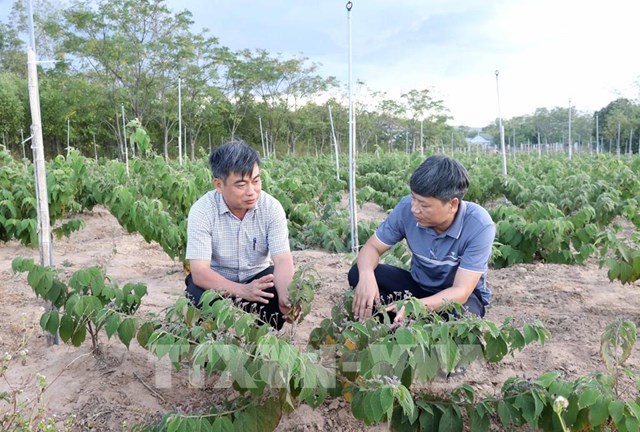 L&atilde;nh đạo huyện Cam Lộ (b&ecirc;n tr&aacute;i) kiểm tra, theo d&otilde;i sự ph&aacute;t triển của c&acirc;y dược liệu an xoa trồng ở x&atilde; Cam Th&agrave;nh. Ảnh: TTXVN