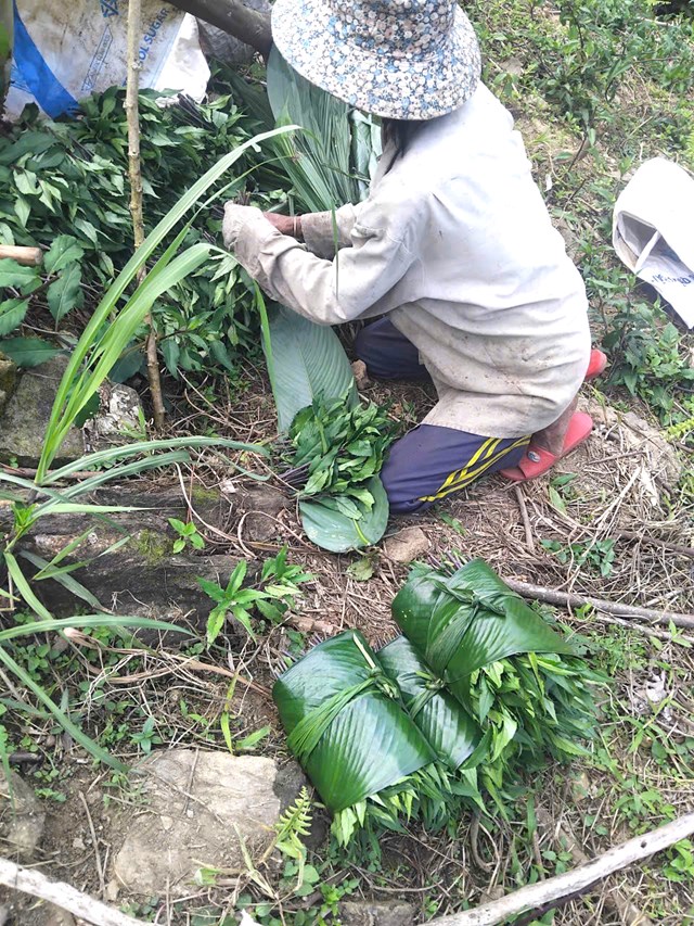 rau lủi c&oacute; thể nh&acirc;n giống rất đơn giản, chỉ cần cắm một đoạn th&acirc;n xuống đất ẩm l&agrave; c&acirc;y b&eacute;n rễ, ph&aacute;t triển nhanh.