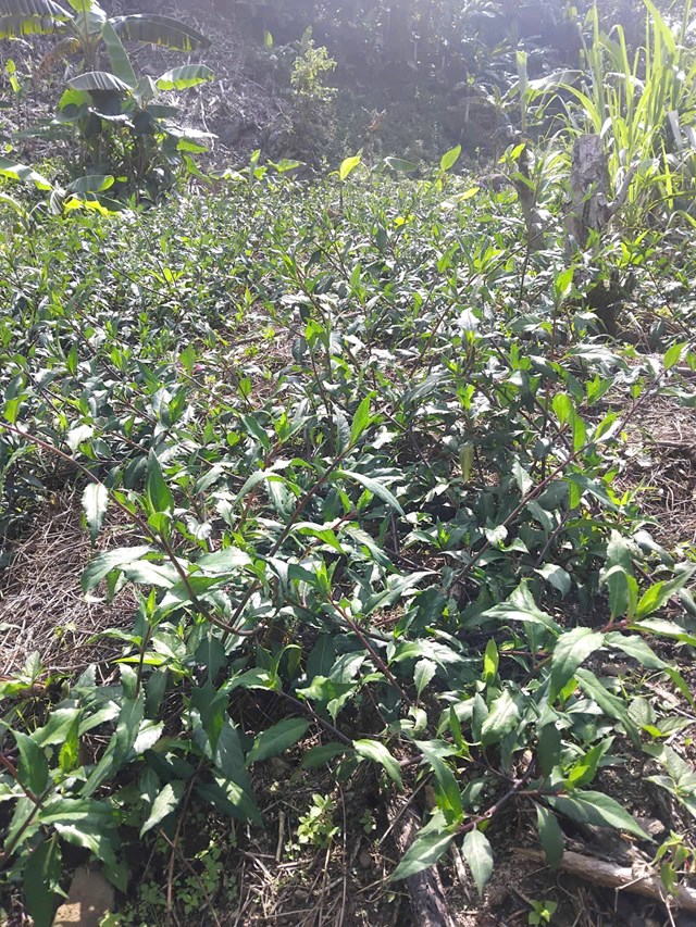 Rau lủi thường mọc tự nhi&ecirc;n tr&ecirc;n c&aacute;c sườn đồi dốc, nền đất feralit tơi xốp, tho&aacute;t nước tốt.