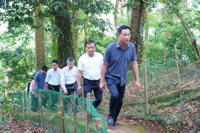 Đo&agrave;n c&ocirc;ng t&aacute;c của th&agrave;nh phố Đ&agrave; Nẵng khảo s&aacute;t thực tế v&ugrave;ng trồng s&acirc;m Ngọc Linh tại x&atilde; Tr&agrave; Linh, định hướng ph&aacute;t triển kinh tế dưới t&aacute;n rừng gắn với thu h&uacute;t doanh nghiệp đầu tư v&agrave; ph&aacute;t triển du lịch sinh th&aacute;i (ảnh: L&ecirc; Hưng).