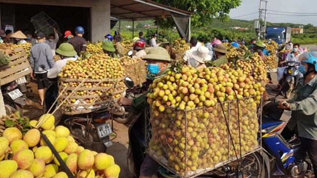 Việc ti&ecirc;u thụ vải thiều tại Bắc Giang bị ảnh hưởng bởi dịch Covid-19. Ảnh: BBG