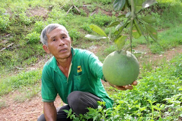 Từ những g&#242; đồi cằn cỗi vươn l&#234;n th&#224;nh tỷ ph&#250; n&#244;ng d&#226;n - Ảnh 4
