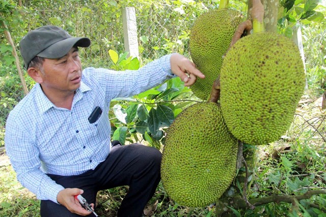 Từ những g&#242; đồi cằn cỗi vươn l&#234;n th&#224;nh tỷ ph&#250; n&#244;ng d&#226;n - Ảnh 1