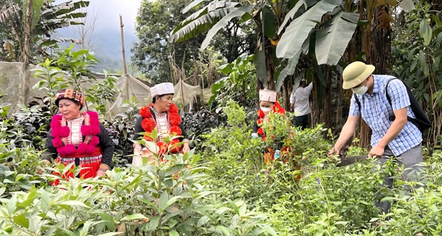 Dược liệu dưới t&aacute;n rừng - C&aacute;nh cửa mới cho sinh kế v&agrave; bảo tồn ở Việt Nam. Ảnh: minh họa - IT