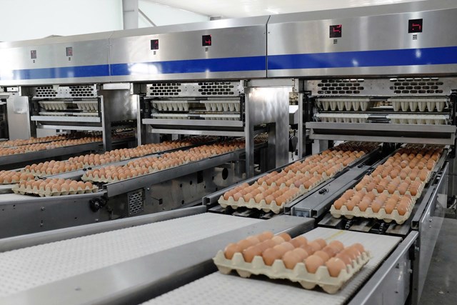 Gi&#225; trứng tăng mạnh, H&#242;a Ph&#225;t vẫn l&#227;i lớn - Ảnh 1
