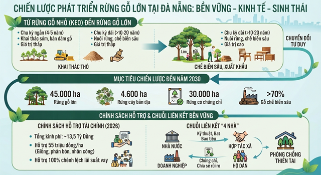 Đà Nẵng chuyển hướng phát triển rừng gỗ lớn, nâng giá trị kinh tế rừng - Ảnh 1